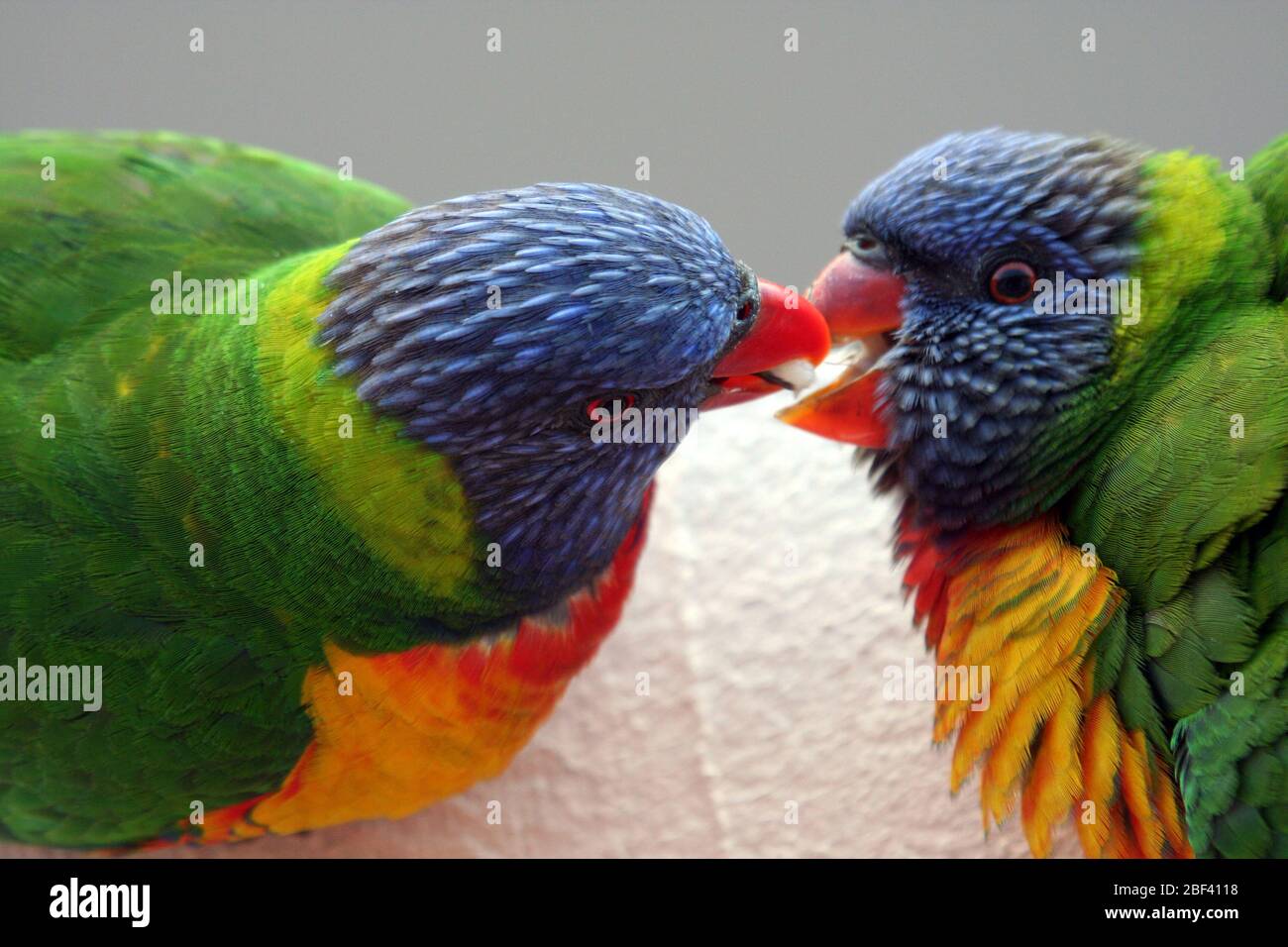 NAHAUFNAHME EINES UNREIFEN RAINBOW LORIKEET (TRICHOGLOSSUS MOLUCCANUS), DER VON SEINER MUTTER, NEW SOUTH WALES, AUSTRALIEN, ERNÄHRT WIRD. Stockfoto