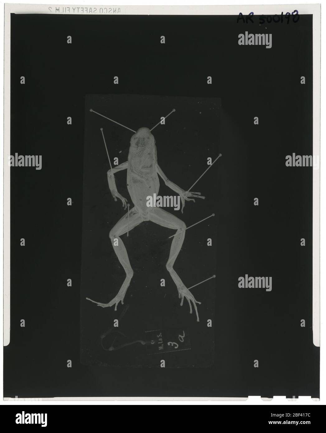 Epipedobates trivittatus. Oktober 20181 Stockfoto