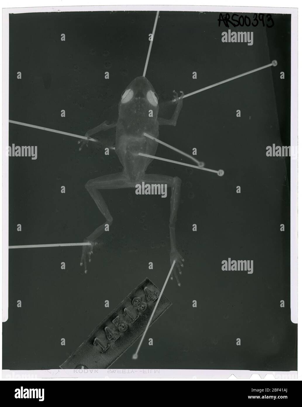 Diasporus gularis. Oktober 20181 Stockfoto