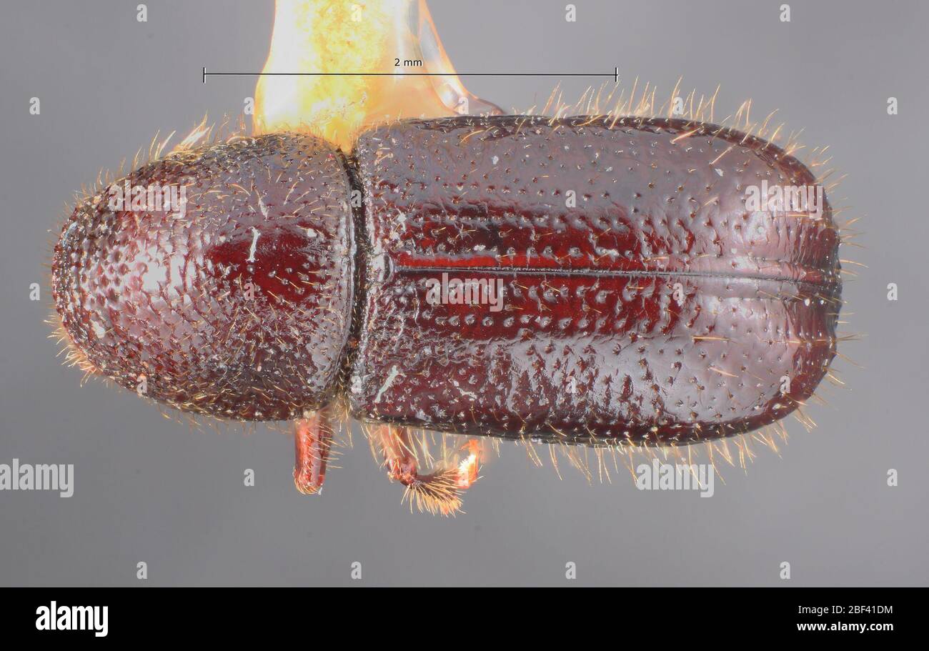 Conophthorus radiatae. Etikett: Pinus radiata / 10861a hopk. us/ Antenne montiert / Bein montiert. Schieber nicht lokalisiert6 Nov 20171 Stockfoto