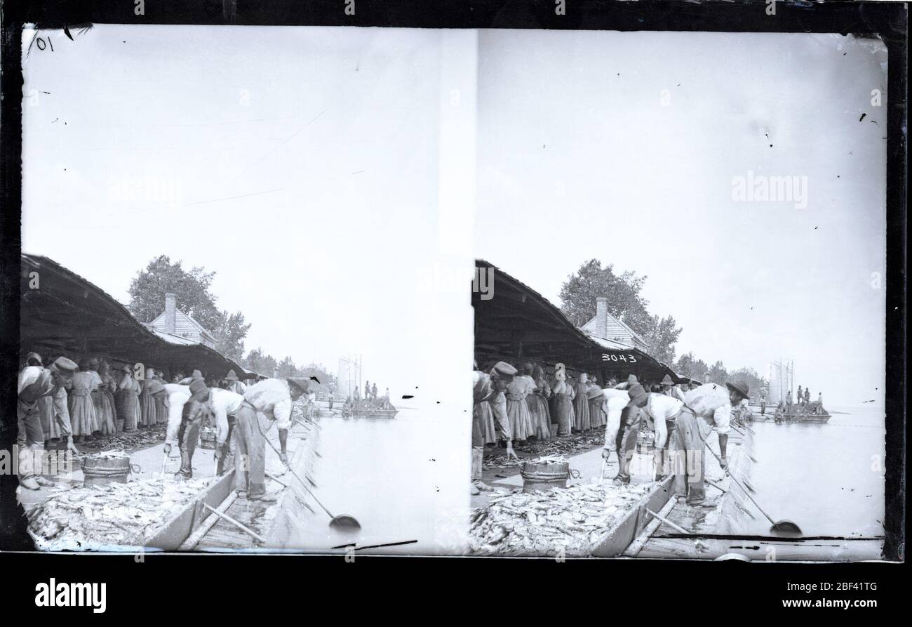 Schleppen einer Shada seine. Schleppung einer Schad-Seine am Sutton Beach, Albemarle Sound, North Carolina.Smithsonian Institution Archives, acc. 11-006, Box 007, Image-Nr. MAH-3043Smithsonian Institution Archives Capital Gallery, Suite 3000, MRC 507; 600 Maryland Avenue, SW; Washington, DC 20024-2520 Stockfoto