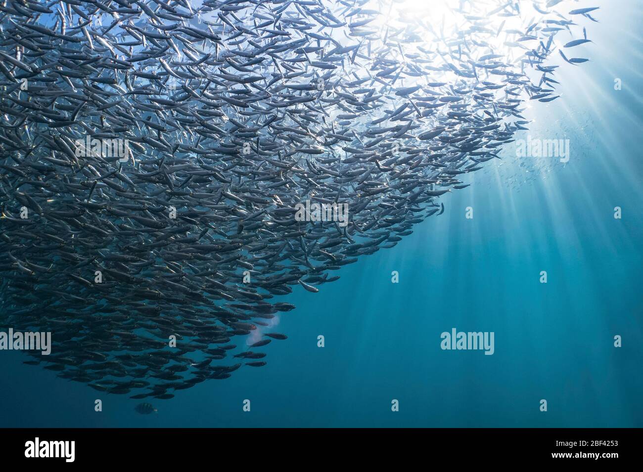 Unterwasserwelt Stockfoto