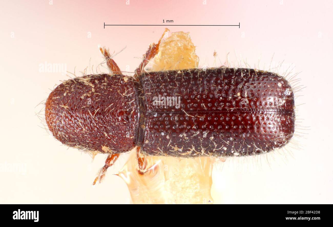 Xylocleptes punctatus. Etikett: Ckii / Antenne montiert 6 Nov 20171 Stockfoto