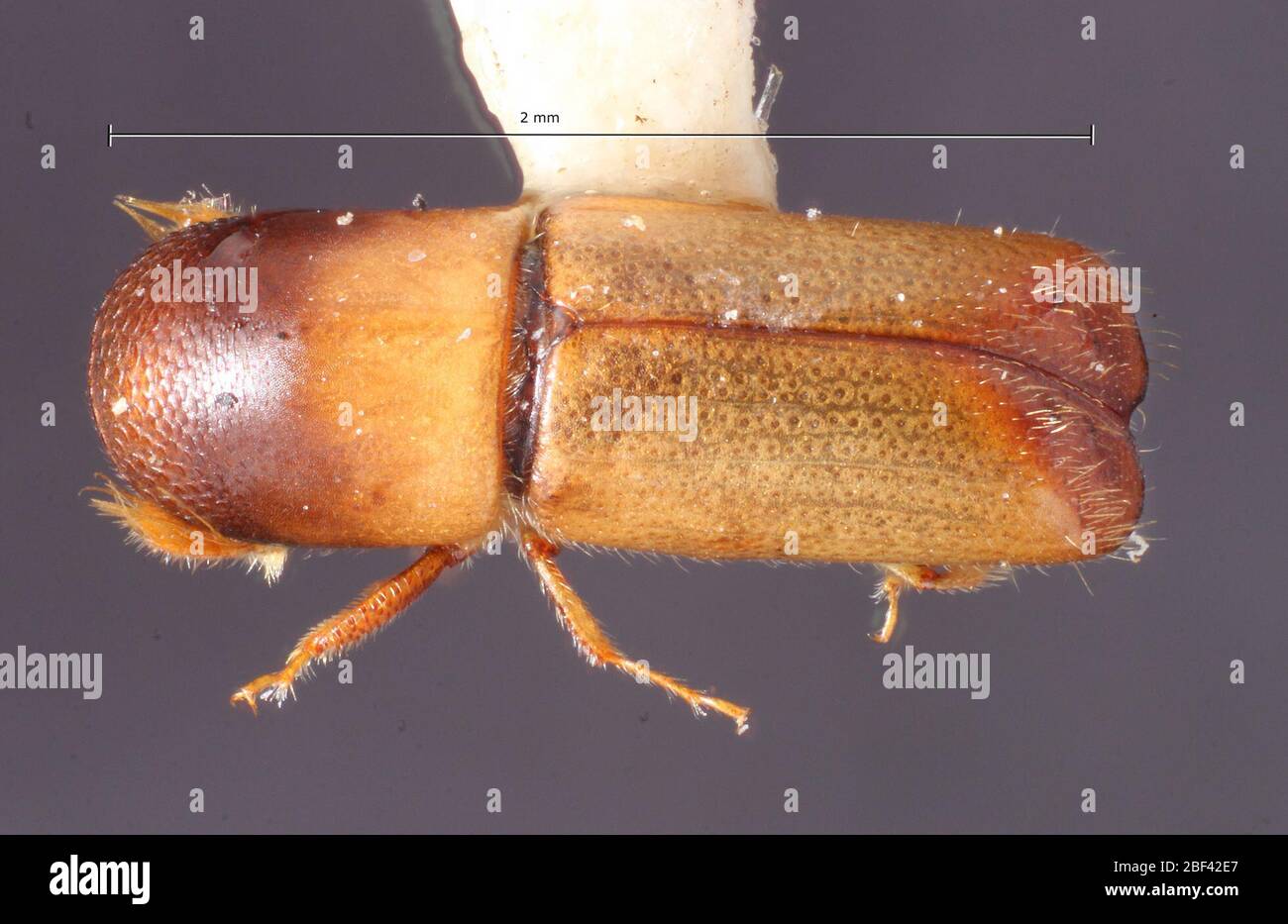 Monarthrum cordicticum. Gastgeber: Quercus sp. (Fagaceae)6. November 20171 Stockfoto