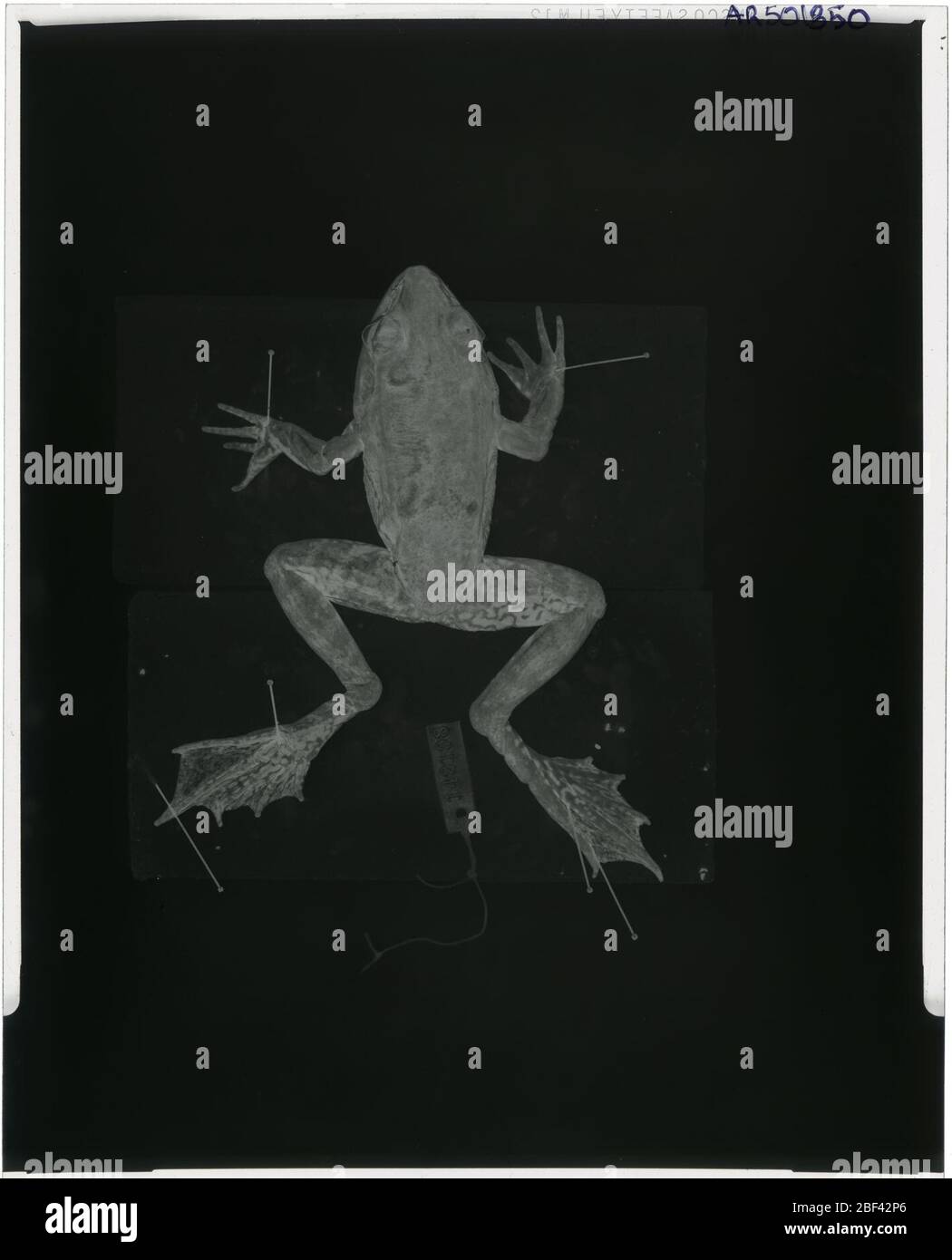 Lithobates palmipes. 24. Oktober 20171 Stockfoto
