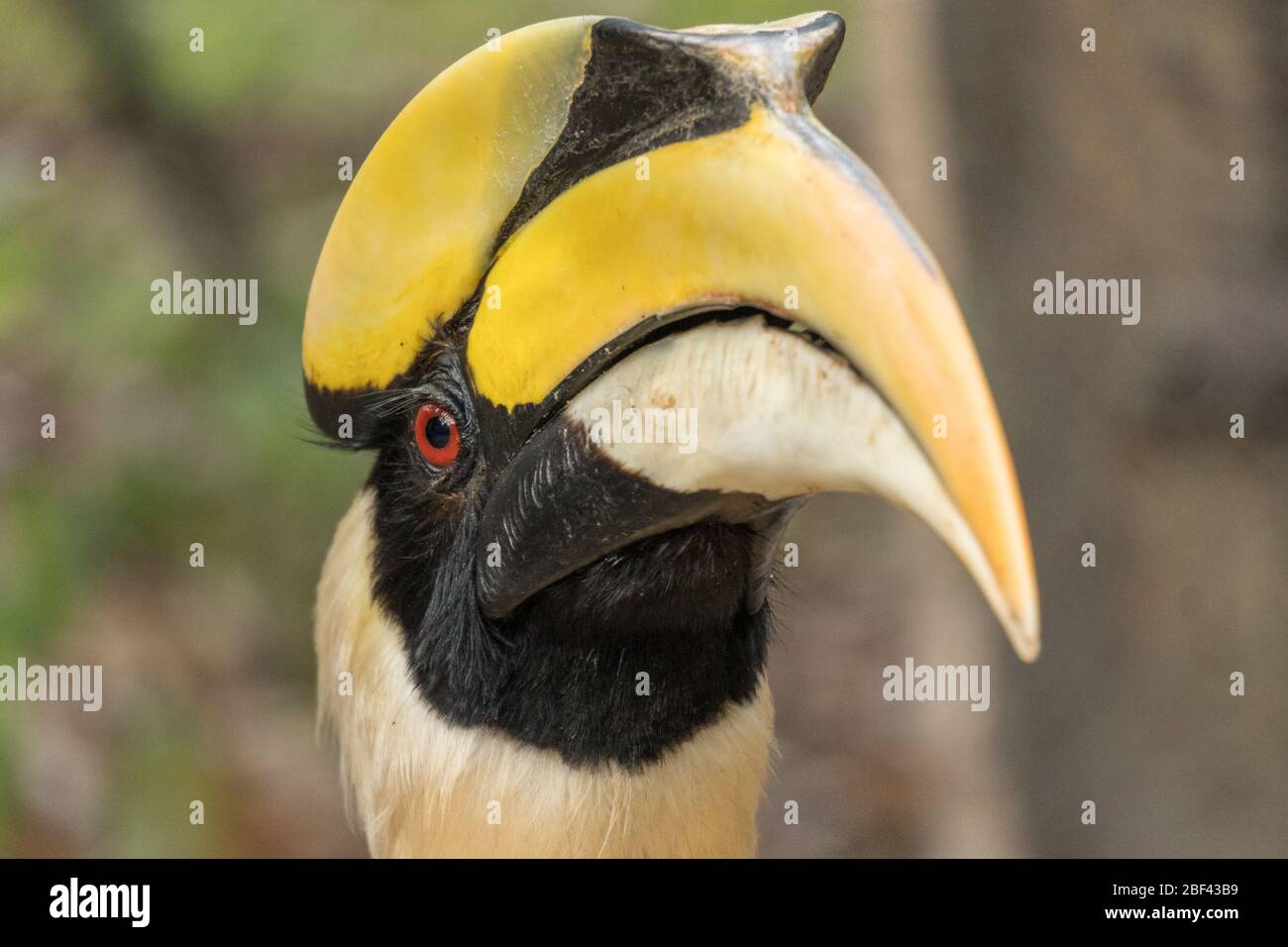 Great Hornbill, Wildlife Alliance Release Station, Chi Phat, Kambodscha Stockfoto