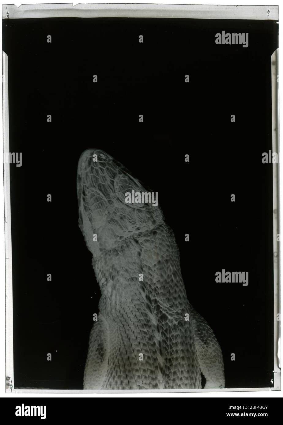 Leiocephalus personatus pyrrholaemus. Oktober 20181 Stockfoto