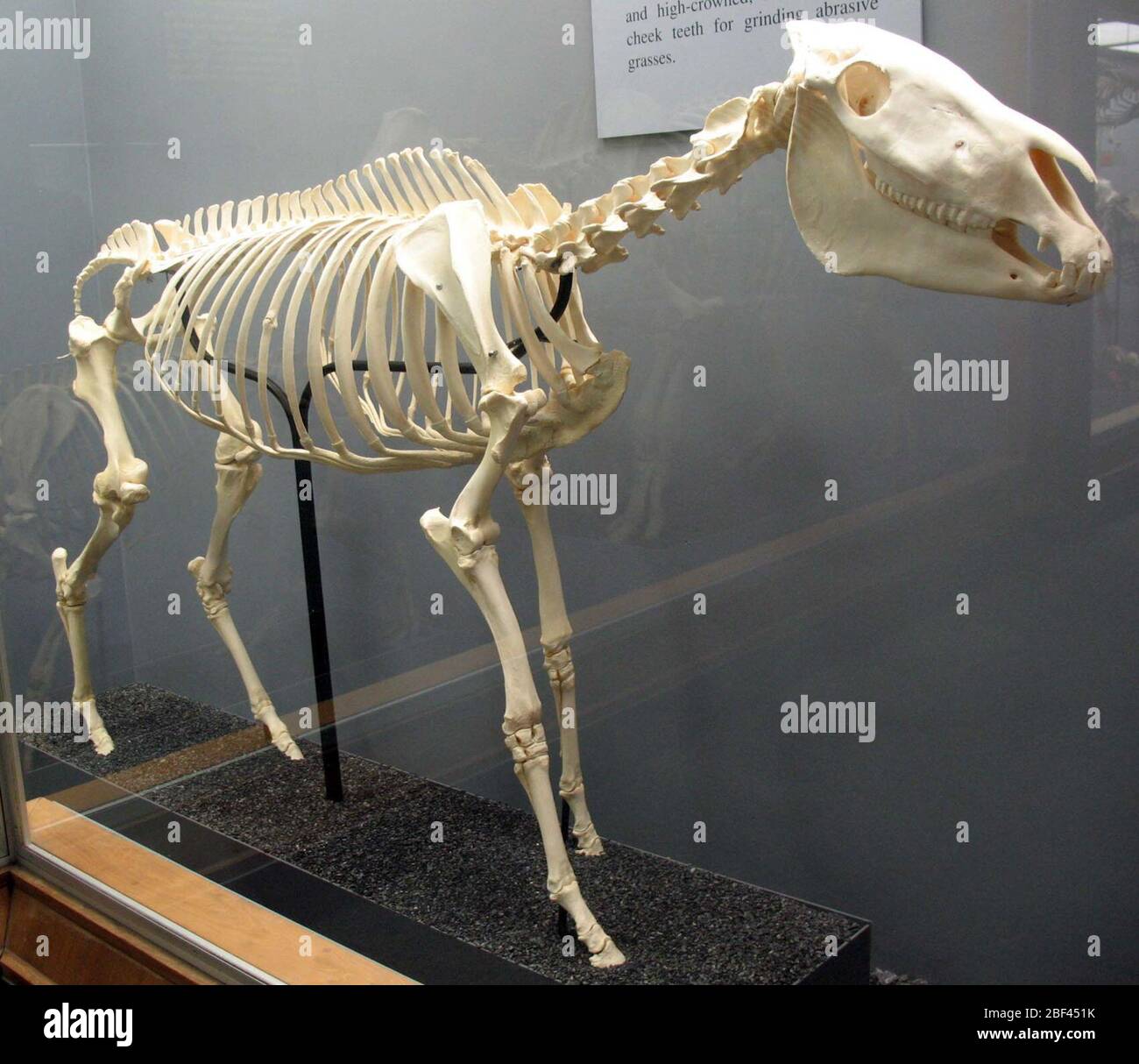 Equus burchellii. November 20191 Stockfoto
