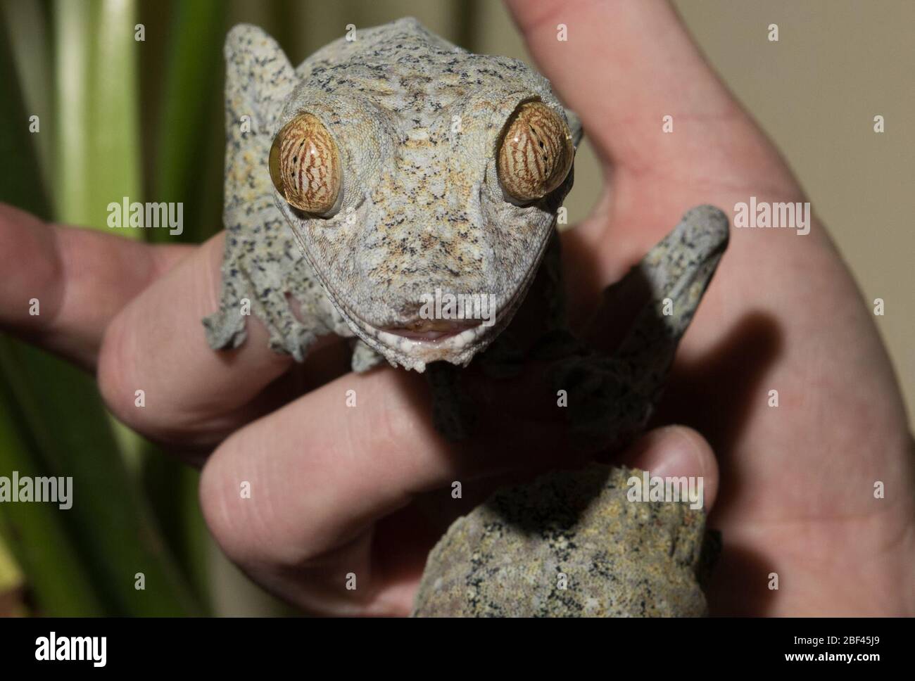 Riesiger Leaftaged Gecko. Reptil,Arten: Fimbriatus,Gattung: Uroplatus,Familie: Gekkonidae,Ordnung: Squamata,Klasse: Reptilien,Stamm: Chordata,Königreich: Animalia,Riesenblatt-Tailed Gecko,Gecko Stockfoto