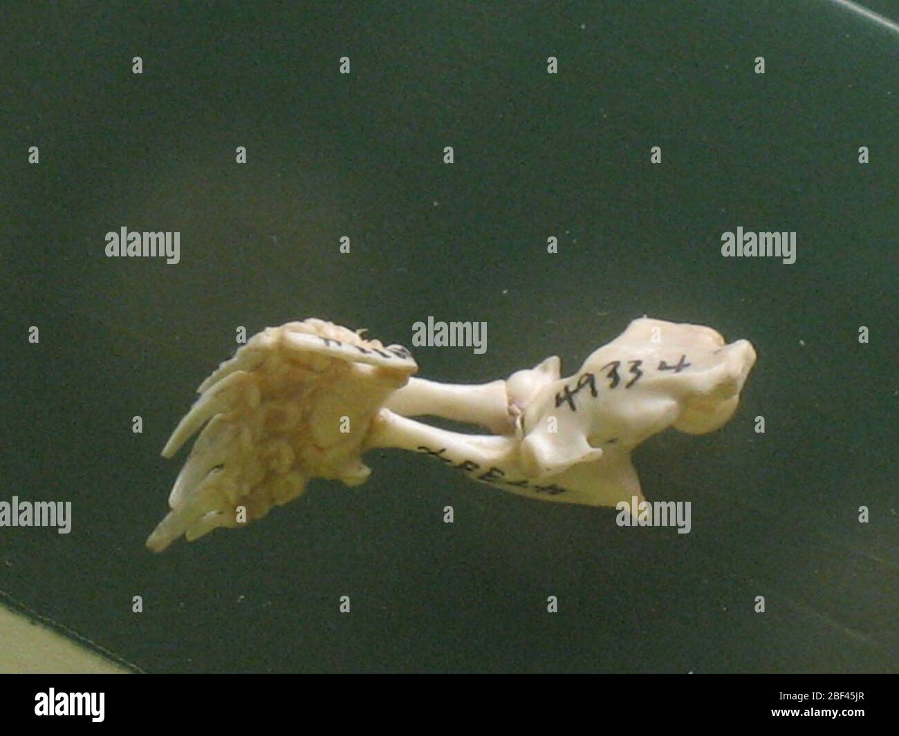 Scalopus aquaticus. August 20141, 20 Stockfoto