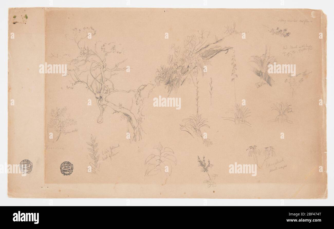 Eine Gruppe von dreizehn botanischen Studien aus Kolumbien oder Ecuador. Horizontales Blatt mit einer Gruppe von botanischen Skizzen: Oben links ist ein Baum; oben in der Mitte eine Gruppe von Pflanzen auf einem Hügel; oben rechts ist ein Ast; in der Mitte rechts sind vier Entwürfe einer parasitären Pflanze, die auf einem Ast wächst, drei gerade Pflanzenstämme Stockfoto