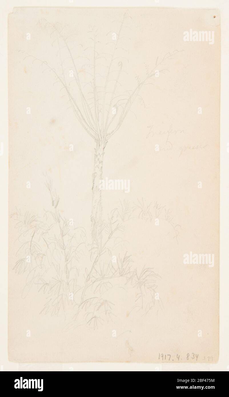 Botanische Studien des Baumes. Stockfoto