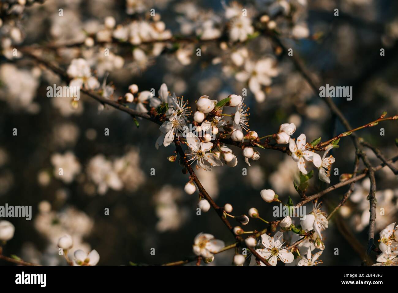 Frühling Blumen Hintergrund. Kleine kleine Blüten blühten im Frühling. Stockfoto