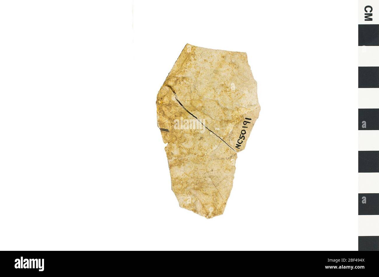 Eiche. Dieses Objekt ist Teil der Sammlung Bildung und Öffentlichkeitsarbeit, von denen einige im Wissenschaftsbildungszentrum Q?rius zu sehen sind.114 Jan 2020 Stockfoto