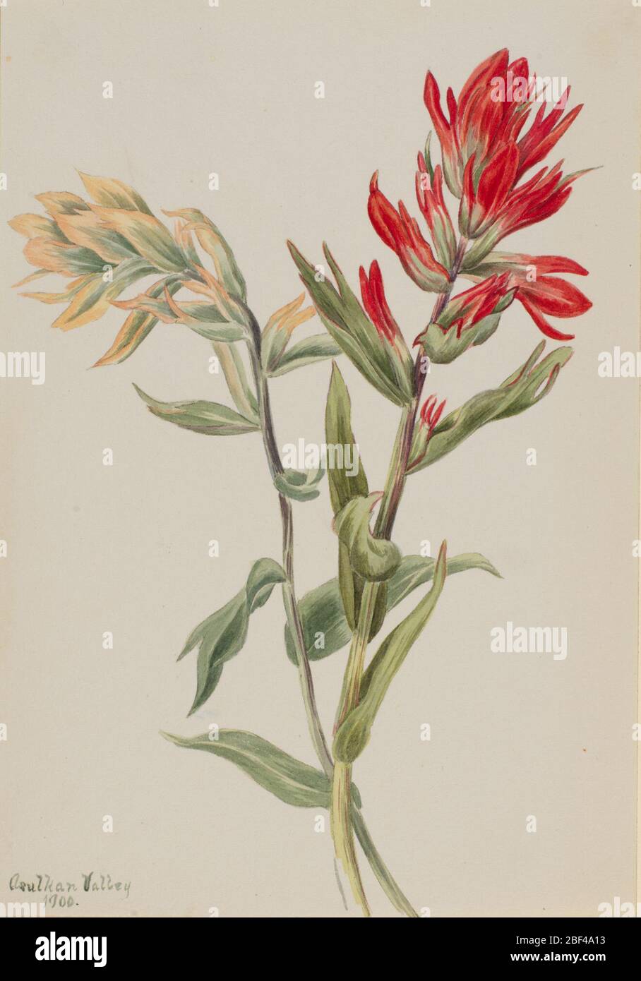 Stachys palustria. Stockfoto