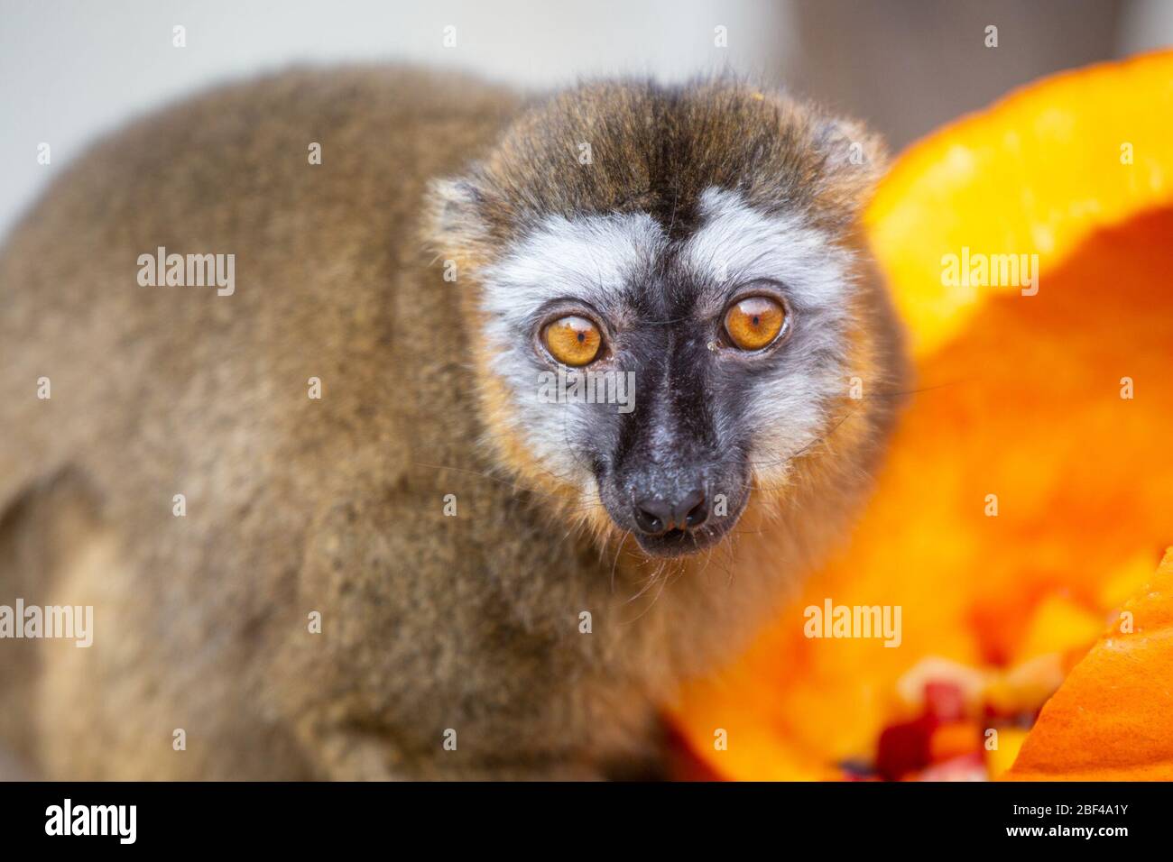 Redfronted Lemur. Arten rufus,Gattung Eulemur,Familie Lemuridae