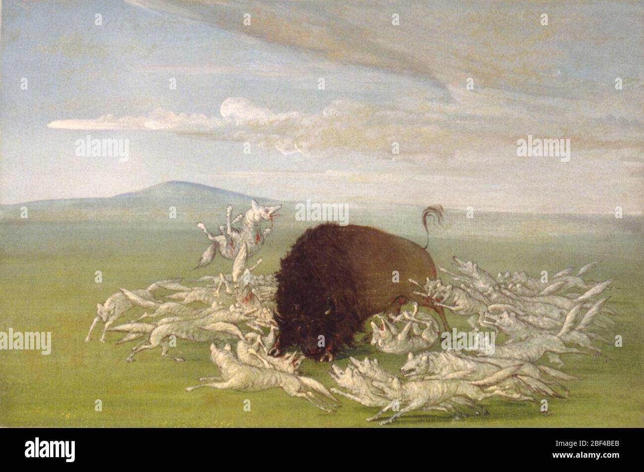 Weiße Wölfe greifen einen Büffel-Bulls an. „während die Herde zusammen ist, greifen die Wölfe sie nie an, da sie sich augenblicklich zu einem kombinierten Widerstand versammeln, den sie wirksam machen. Stockfoto