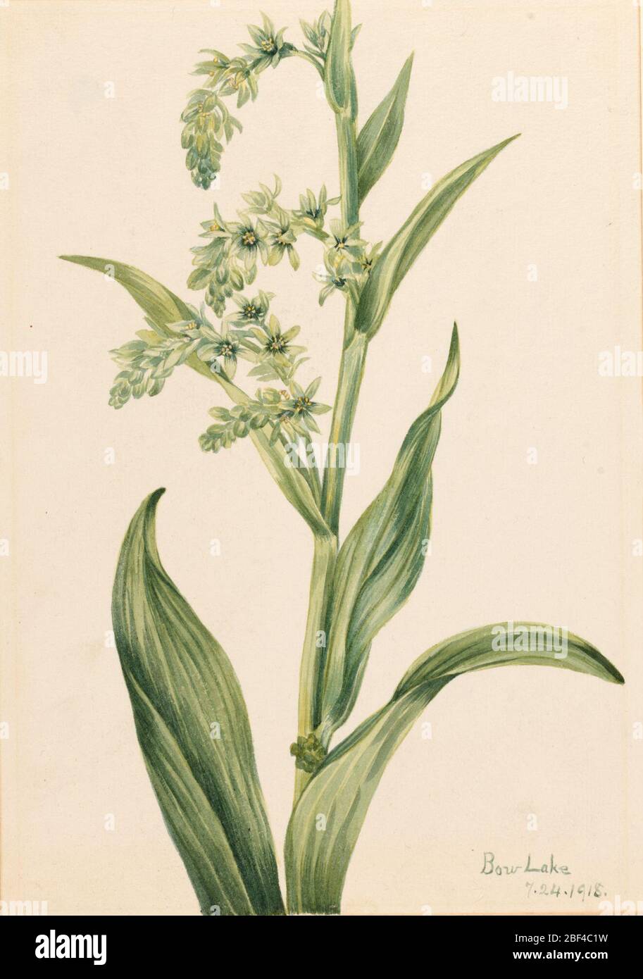 Grüner Bär Kohl-Verratratrather-Viride. Stockfoto