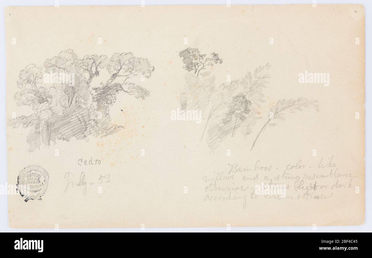 Botanical Studies aus Kolumbien. Horizontale Ansicht von zwei Baumgruppen Stockfoto