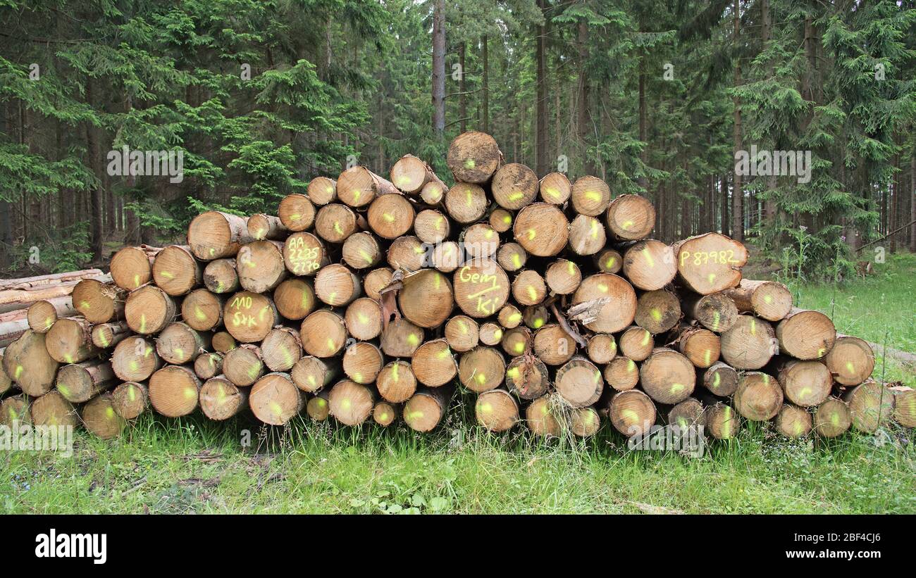 Gestapelte Fichtenstämme vor einem Wald Stockfoto