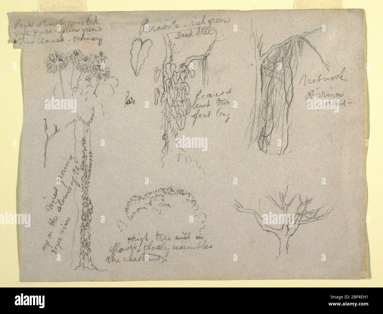 Botanische Studien aus dem Rio Magdalena Kolumbien Parasit Dead Tree. Horizontale Ansicht botanischer Studien von Columbia Pflanzen und Bäumen. Stockfoto