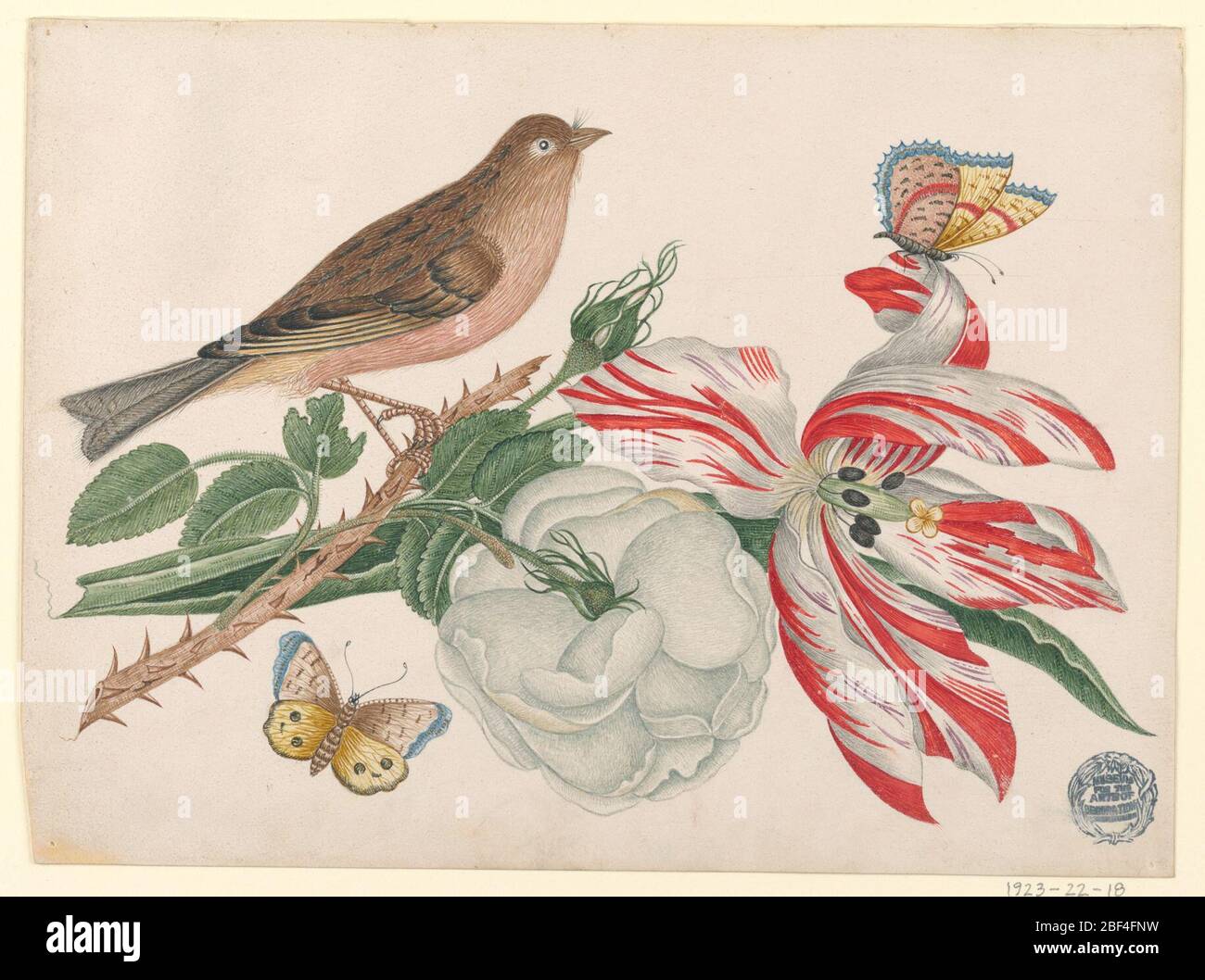 Brauner Vogel am Zweig mit Rosenblüten und Insekten. Brauner Vogel am Zweig mit Rose, Tulpe und Insekten Stockfoto