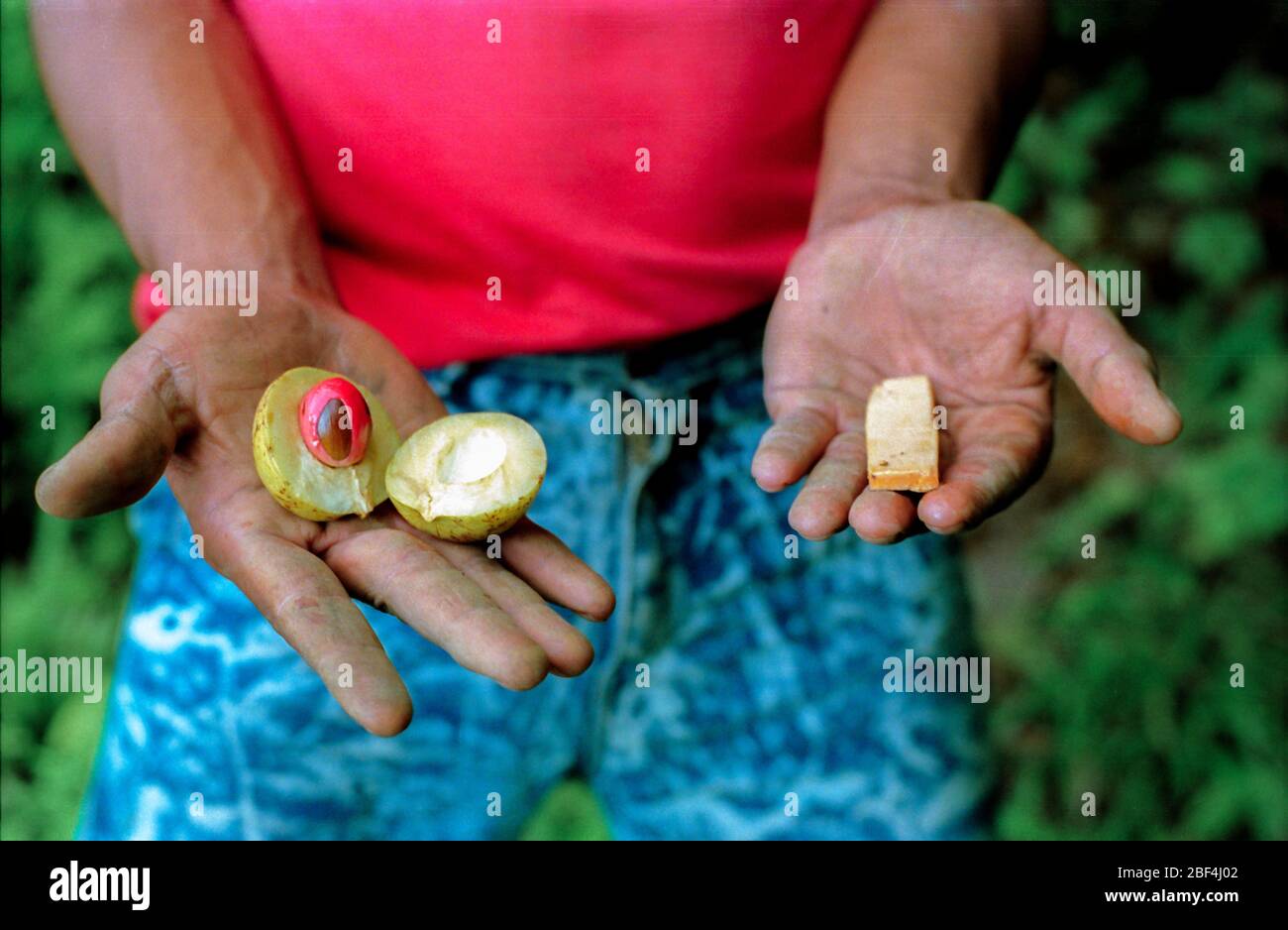 Muskatnuss (links), Muskatnuss (rote Beschichtung der Muskatnuss) und Zimt locken seit Jahrhunderten Händler, Kolonisatoren und Freibeuter zu den Spice Islands im Osten Indonesiens. Stockfoto