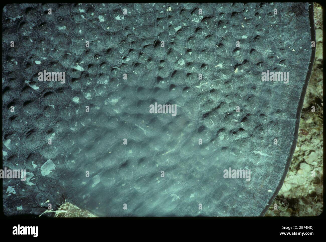 Mycetophyllia reesi. In Shaded Habitat, Farbe: Grau mit weißem Rand, 35 mm Transparentfolie verfügbar (Folie)29. März 20172 Stockfoto