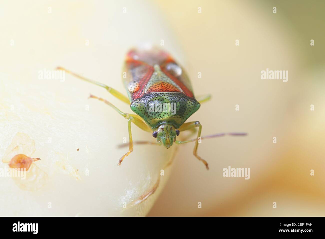 Elasmotthus interstinctus, bekannt als die Birke shieldbug Stockfoto