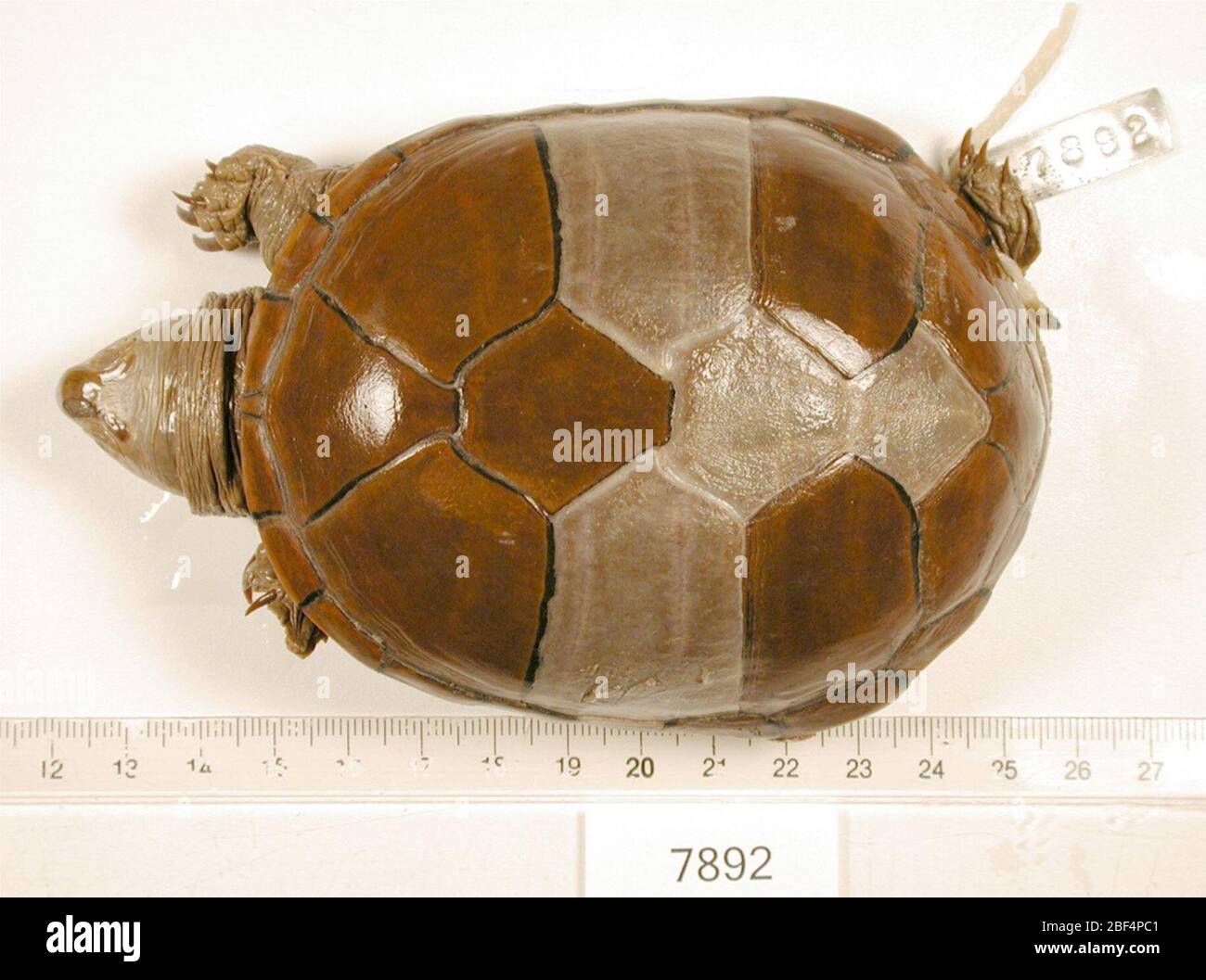 Kinosternon flavescens flavescens. August 20191, 23 Stockfoto