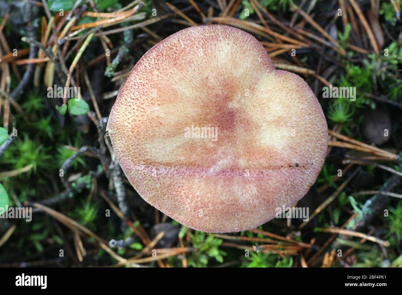 Tricholomopsis rutilans, bekannt als Pflaumen und Kustard oder rothaarige Agarie, Pilz aus Finnland Stockfoto