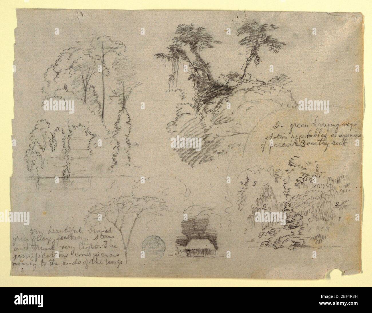 Botanical Studies und ein Haus wahrscheinlich aus Kolumbien. Horizontale Ansicht von Bäumen am Ufer eines Flusses oben links; Baumspitzen unten links; ein Haus unter Bäumen unten in der Mitte; und Büsche mit eingemeißelten Figuren unten rechts. Stockfoto