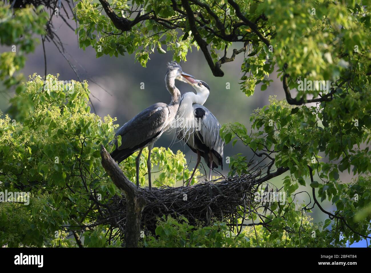 Peking, Chinas Provinz Fujian. April 2020. Zwei Reiher sind im Wald des Dorfes Lianao, südöstlich der Provinz Fujian, am 15. April 2020 zu sehen. Kredit: Jiang Kehong/Xinhua/Alamy Live News Stockfoto