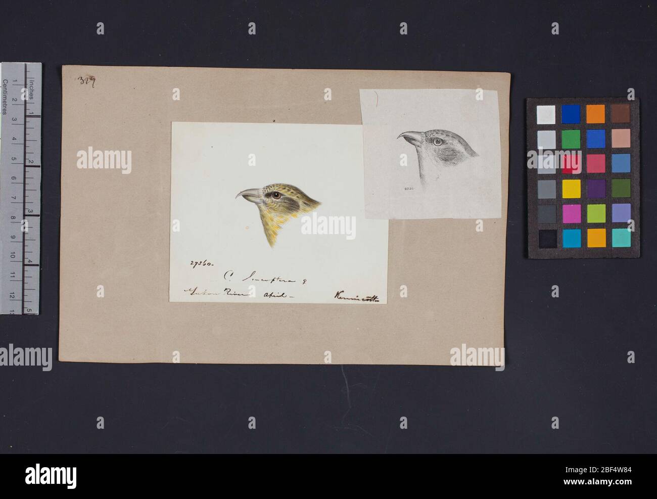 Robert Ridgway Vogelkopf Zeichnung 319. Diese Zeichnung oder Gravuren von Vogelköpfen wurde in Spencer F. verwendet Stockfoto
