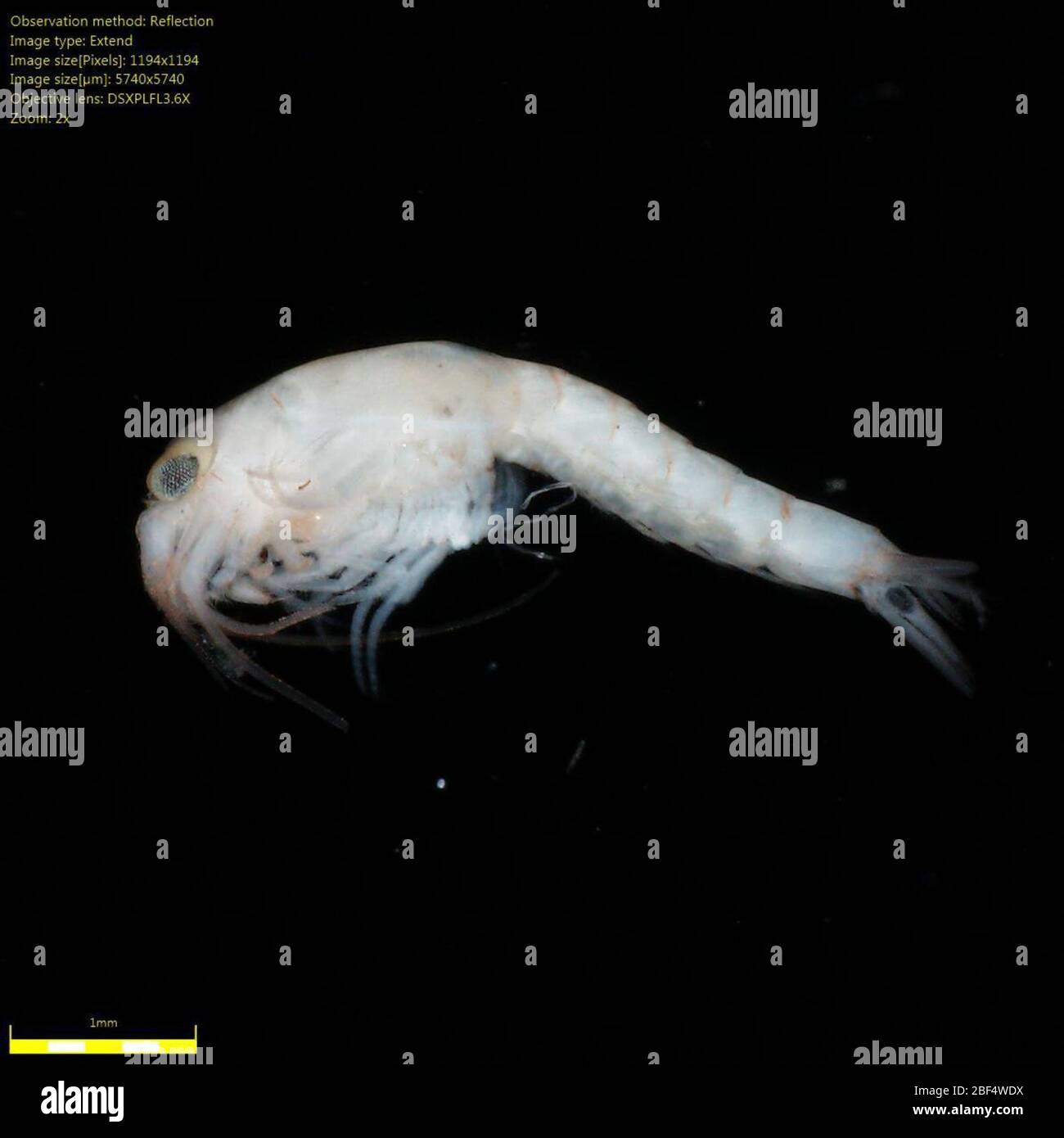 Mysidae. Bruch: 500 bis 2 mm, ARMS 13-1 Florida, ARMS Number: 135 Feb 2019ARMS 13-1 Florida1 Stockfoto