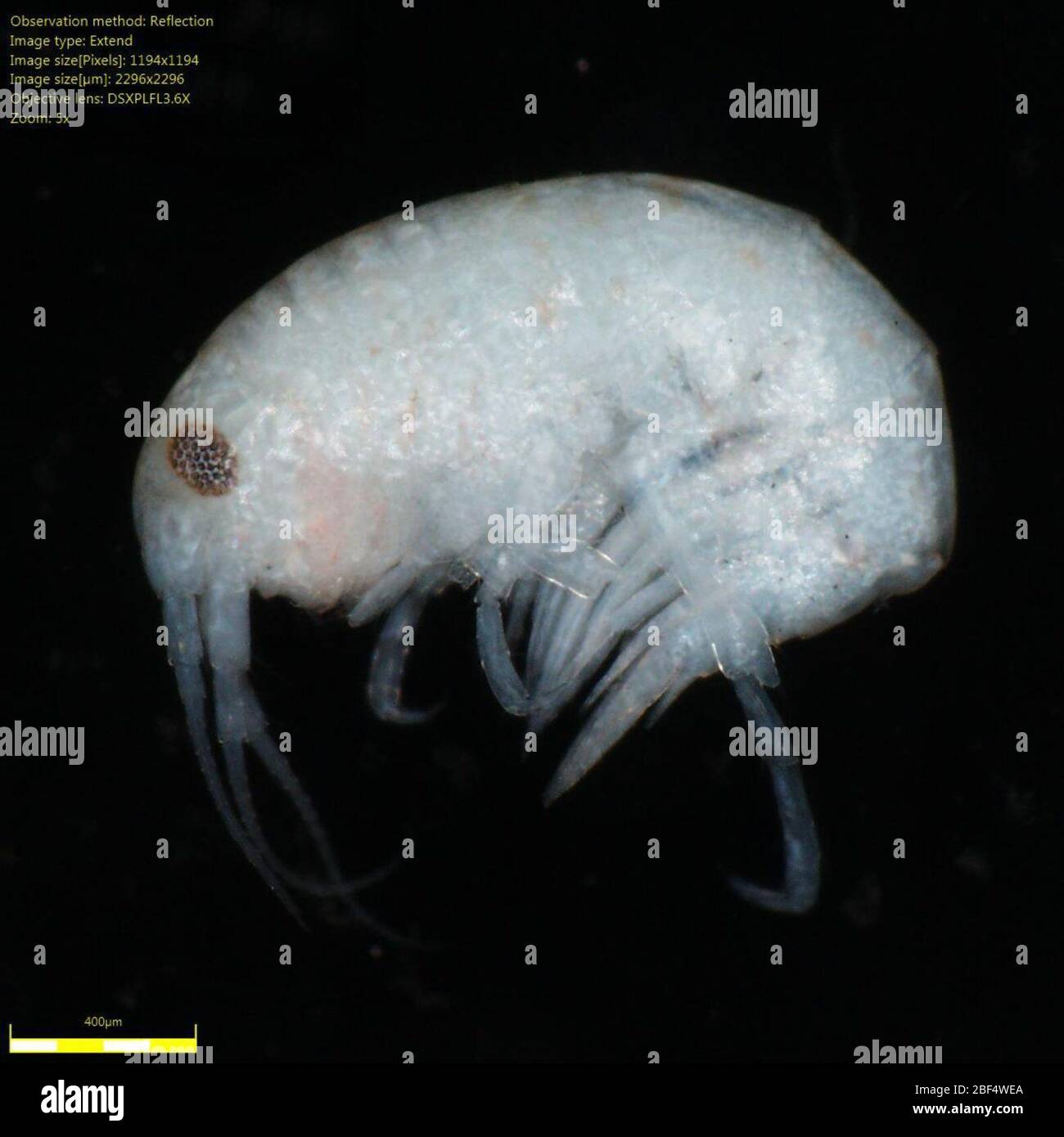 Amphipoda. Bruch: 500 bis 2 mm, ARMS 11-1, ARMS Number: 115 Feb 2019ARMS 11-11 Stockfoto