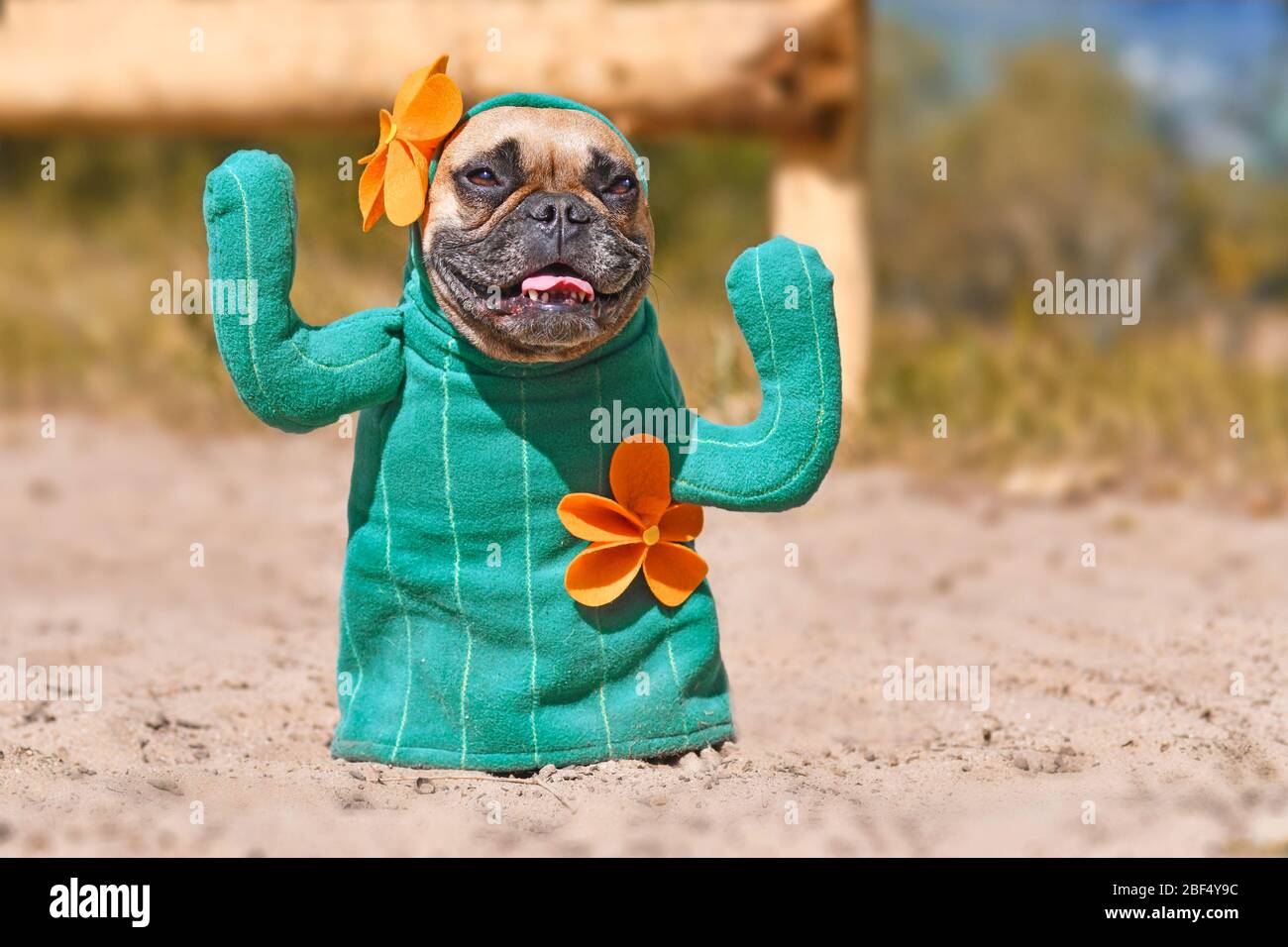 Lustige französische Bulldogge Hund verkleidet mit Kaktus Kostüm mit  gefälschten Armen und orange-Rasenmäher auf sandigen Boden stehen  Stockfotografie - Alamy