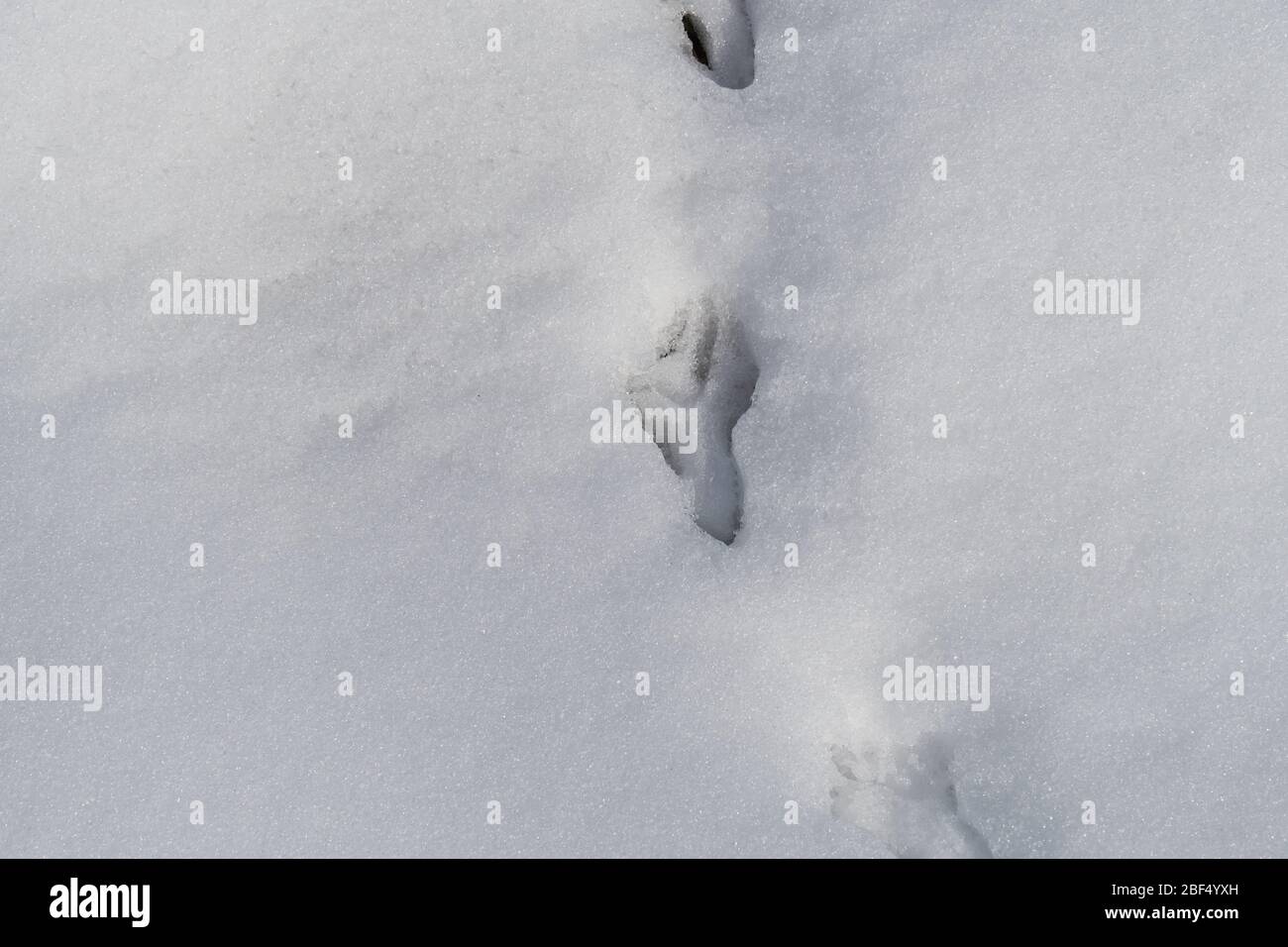 Bobwhite Quail Track im Neuschnee in Texas Stockfoto