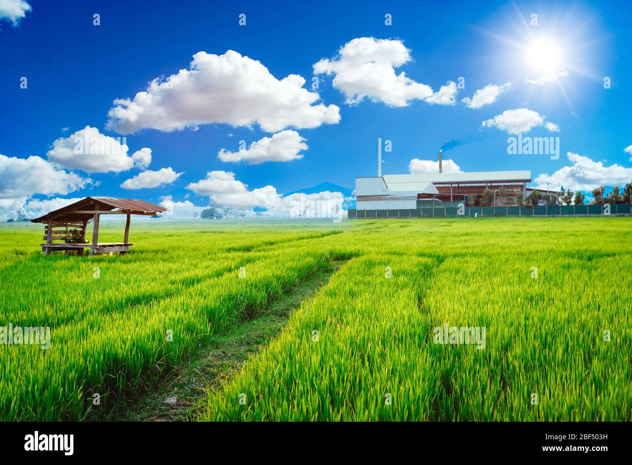 Grüne Fabrik Anlage umweltfreundliche Prozesse leben mit sauberer Luft grünen Reisfeld. Stockfoto