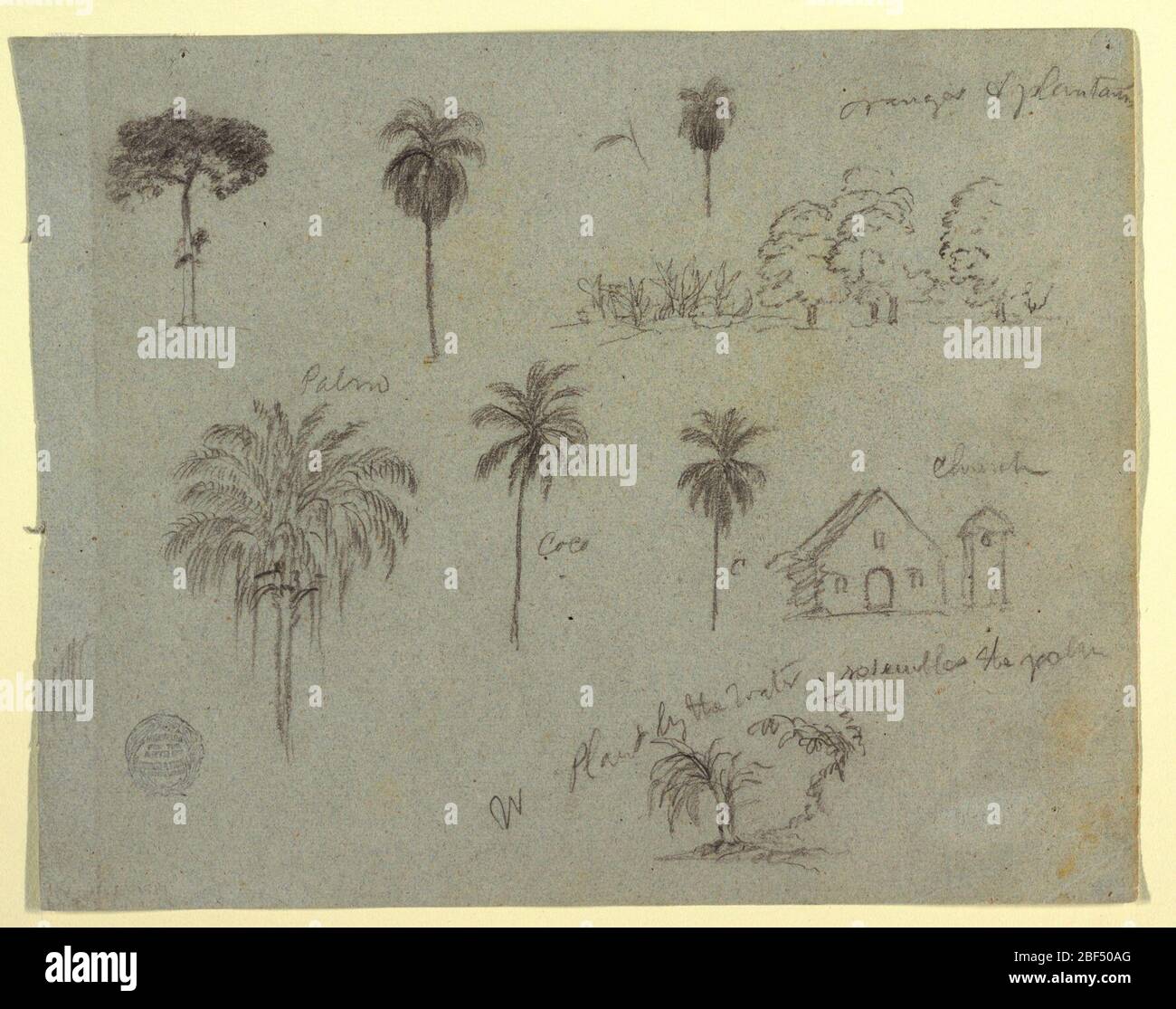 Skizzen aus der Rio Magdalene Columbia Botanical Studies und eine Kirche. Das horizontale Rechteck: Isoliert und die Gruppe der Bäume und der Pflanzen, quer durch die obere Reihe; drei Palmen mit der Fassade und dem Kirchturm, in der Mitte; und der Baum und die Pflanze am Hang, unten. Stockfoto