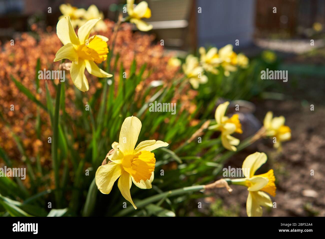 Gelbe Narzissen im Garten im Frühling Stockfoto