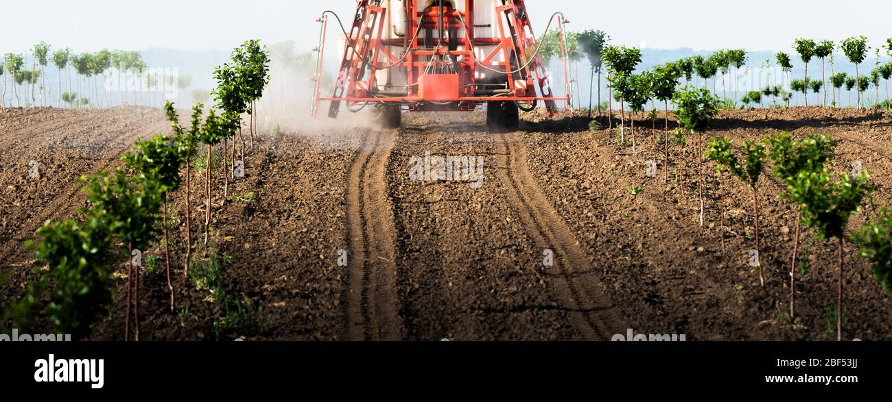 Traktor sprüht Insektizid in Kirschgarten im Frühjahr Landwirtschaft Stockfoto