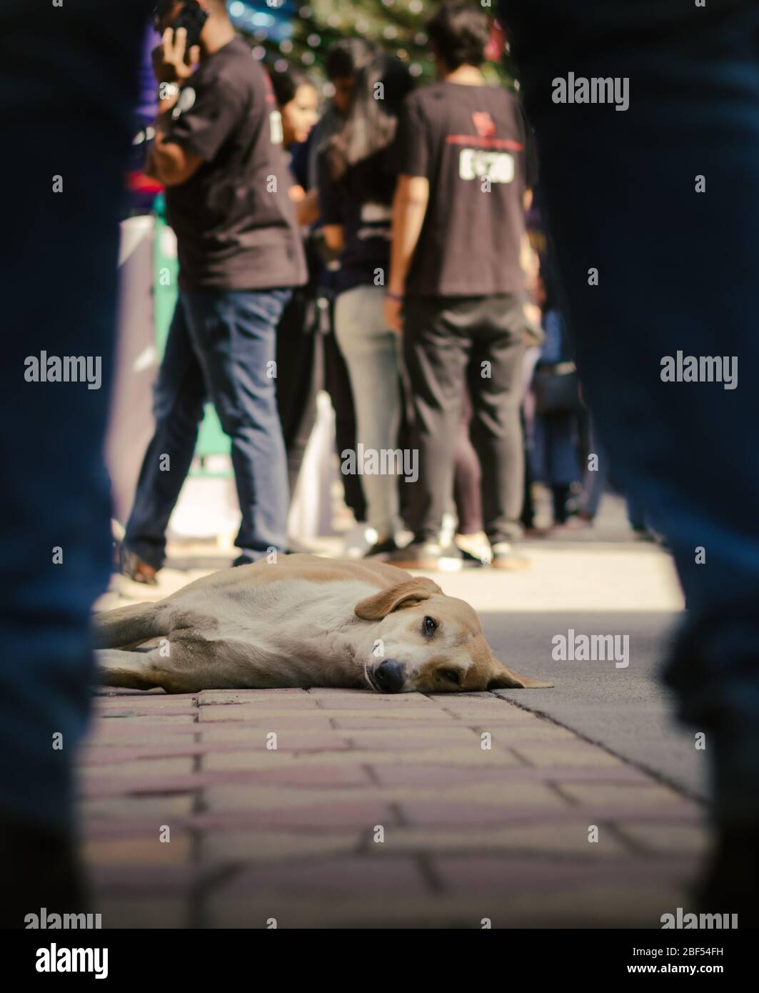 Ein streunender indischer Pariah-Hund, der auf dem Boden in einer Festivalmenge liegt. Stockfoto