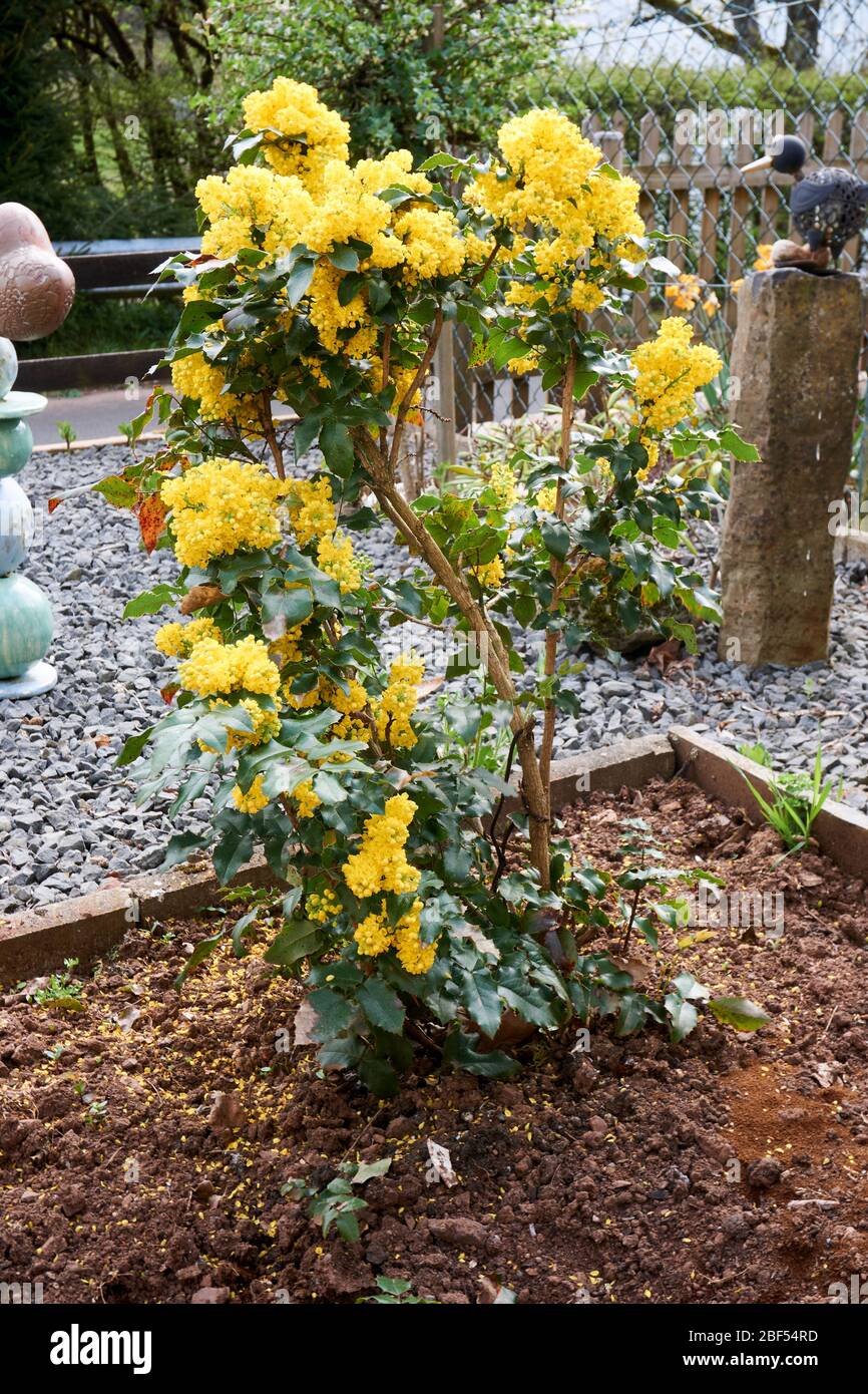 Ilex aquifolium Holly, häufig, Englisch Stechpalm, Europäische Stechpalte, oder gelegentlich Weihnachten Stockfoto
