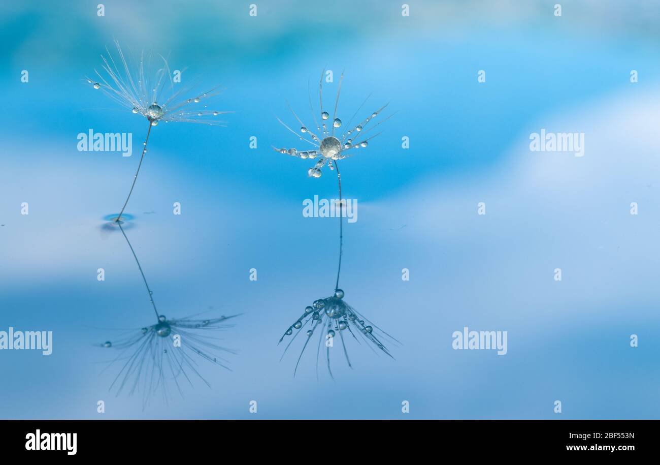 Ein Löwenzahn-Blumensamen Nahaufnahme Makro in einem See mit Wassertropfen auf ihm, auf einem Naturhintergrund stehen. Stockfoto