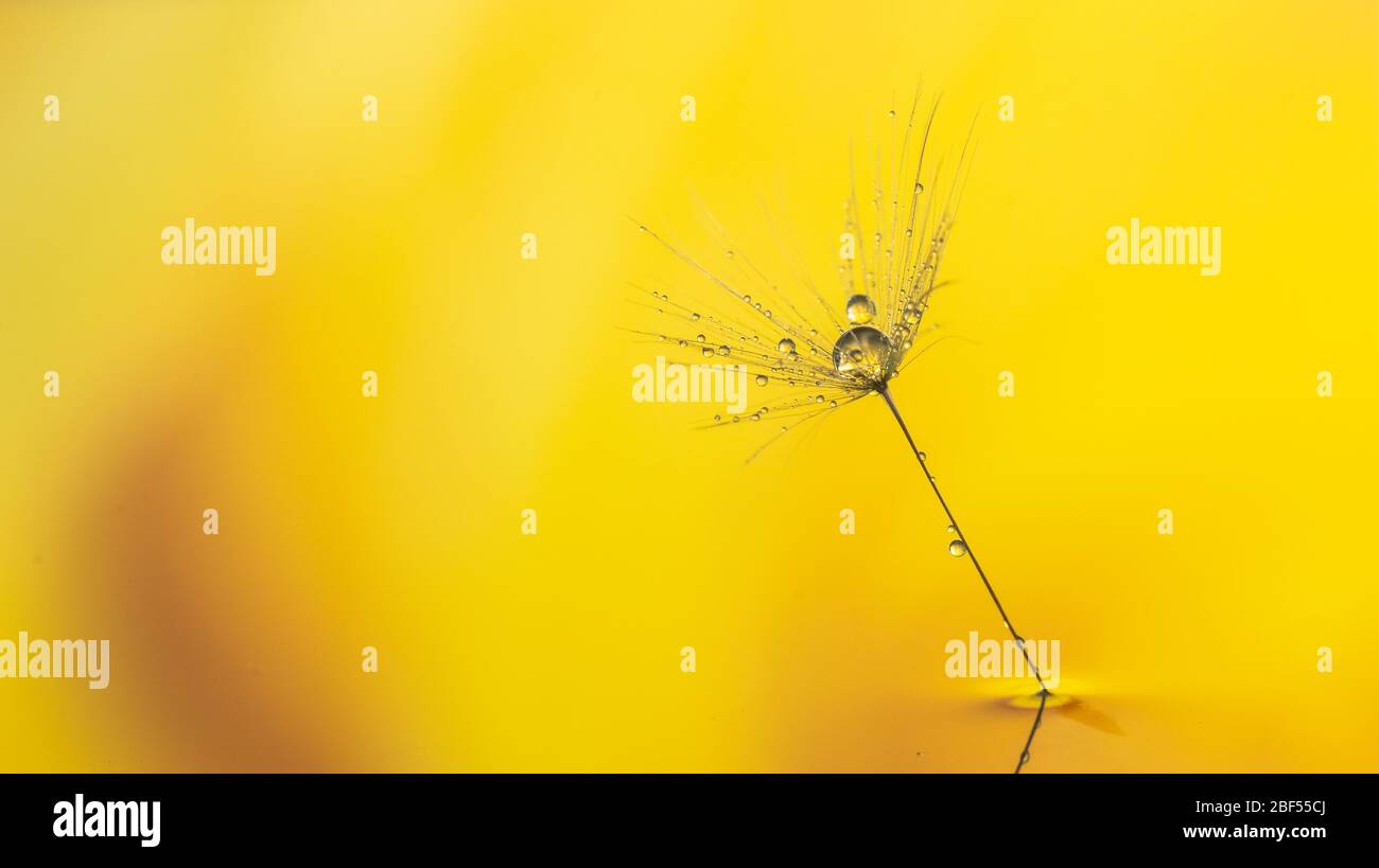 Tropfen Wasser auf einem Löwenzahn-Blumensamen schließen Makro auf gelbem Hintergrund. Stockfoto
