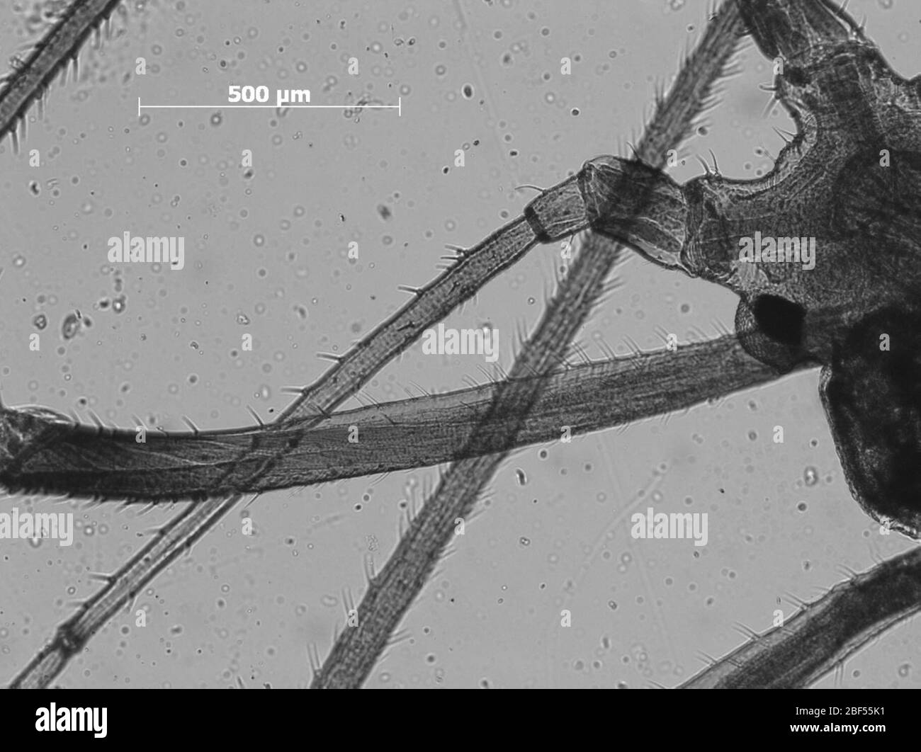 Macrosiphum zionense. Oktober 20151 Stockfoto