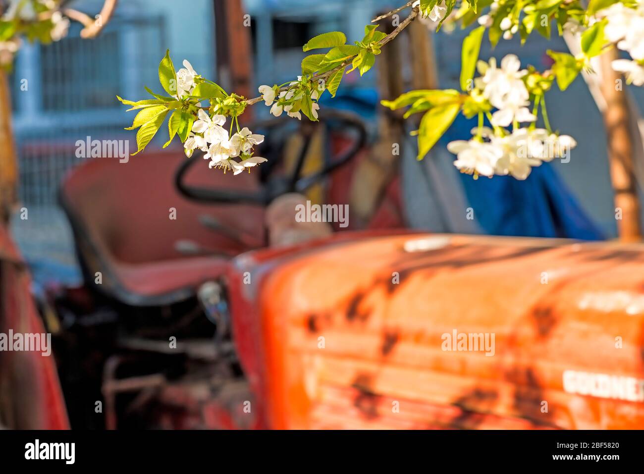 Kirschblüte, Ast über alten Traktor Stockfoto