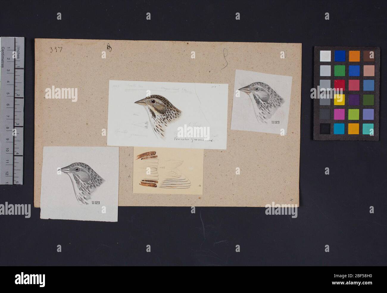 Robert Ridgway Vogelkopf Zeichnung 337. Diese Zeichnung oder Gravuren von Vogelköpfen wurde in Spencer F. verwendet Stockfoto