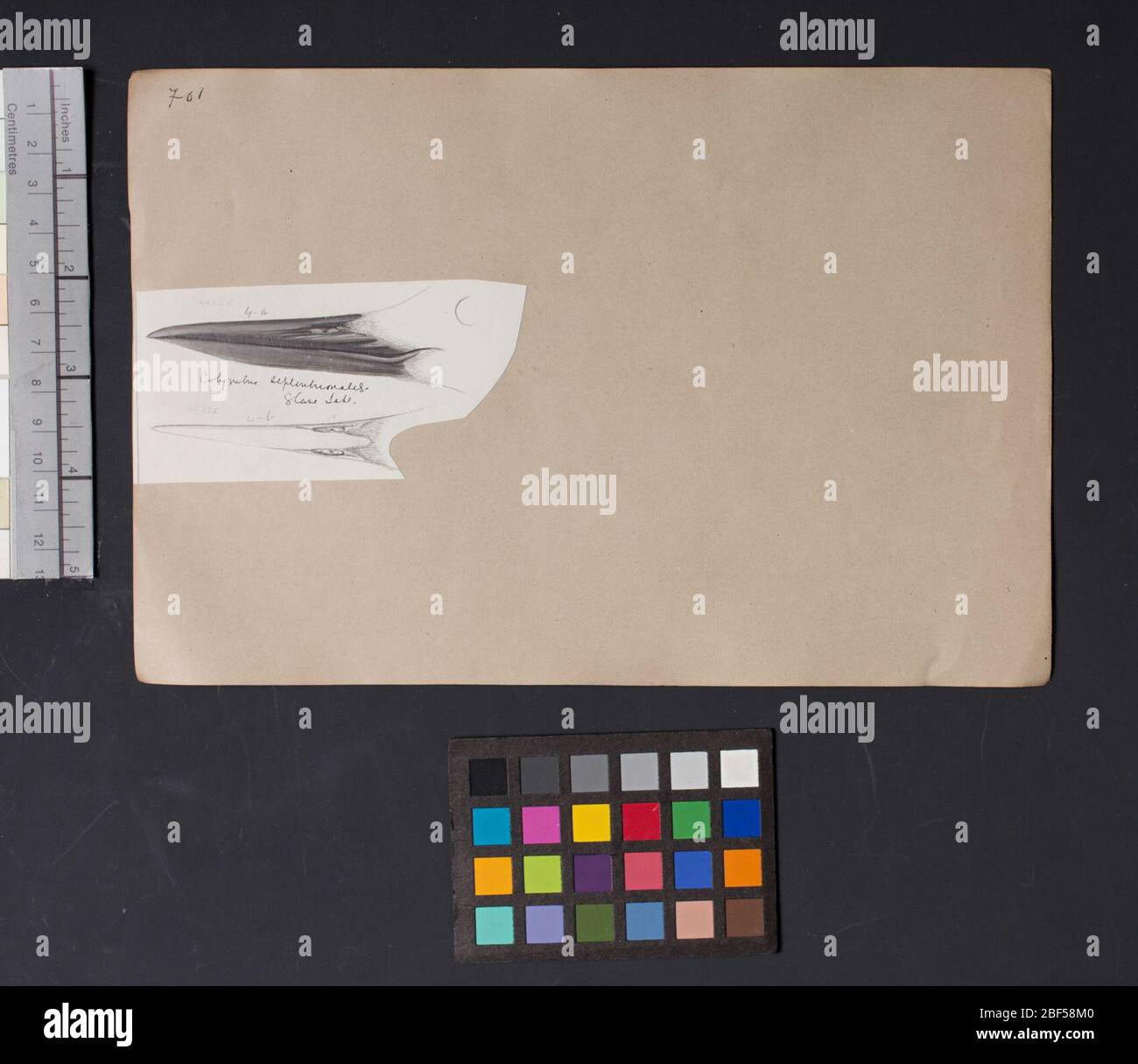 Robert Ridgway Vogelkopf Zeichnung 701. Diese Zeichnung oder Gravuren von Vogelköpfen wurde in Spencer F. verwendet Stockfoto